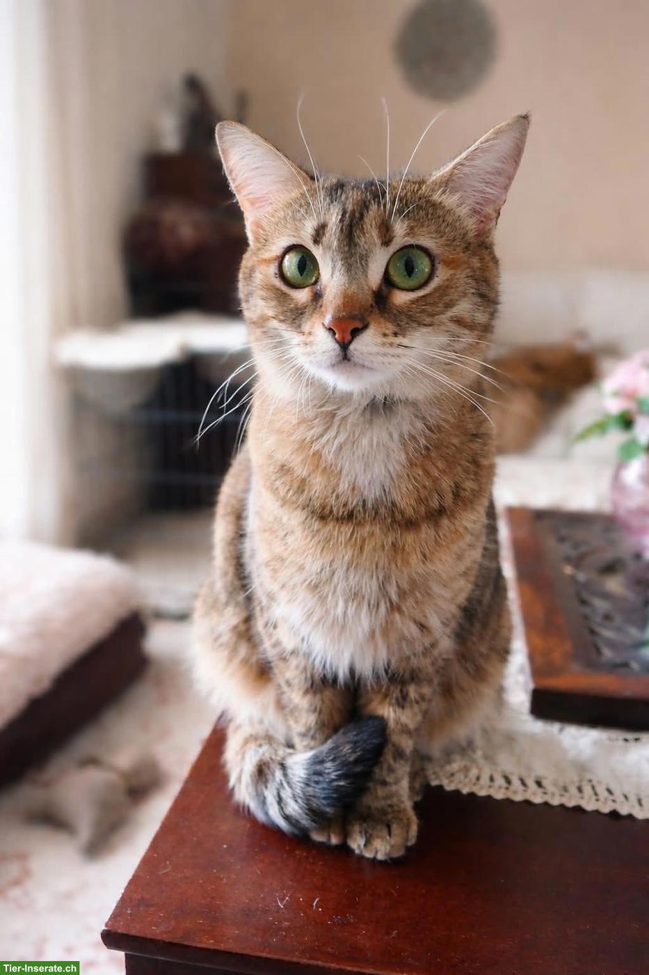 Bild 4: Katze Tsitsini, zärtliche Einzelprinzessin sucht ihren Menschen