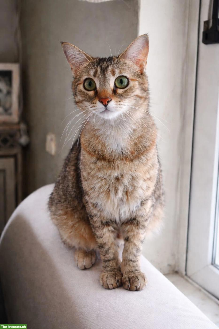Bild 5: Katze Tsitsini, zärtliche Einzelprinzessin sucht ihren Menschen