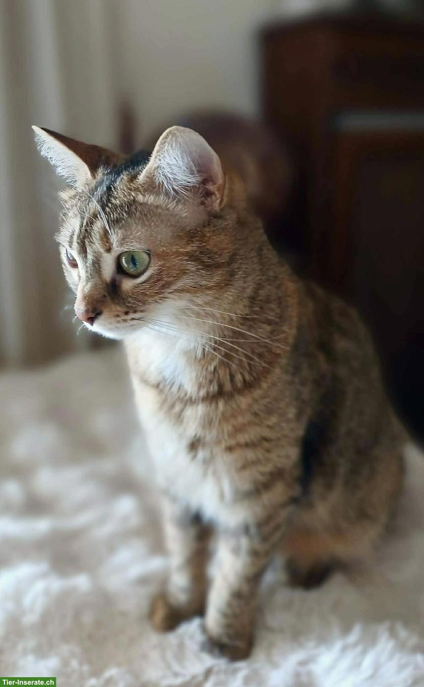 Bild 6: Katze Tsitsini, zärtliche Einzelprinzessin sucht ihren Menschen