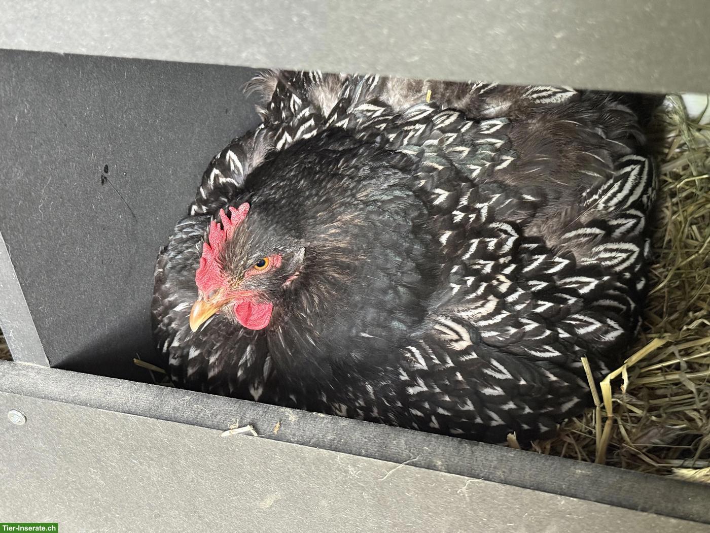 Barnevelder Küken aus Hobbyhaltung, Naturbrut