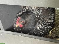 Barnevelder Küken aus Hobbyhaltung, Naturbrut