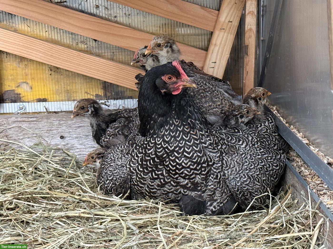 Bild 2: Barnevelder Küken aus Hobbyhaltung, Naturbrut