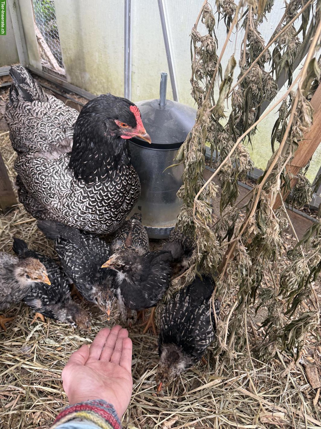 Bild 3: Barnevelder Küken aus Hobbyhaltung, Naturbrut