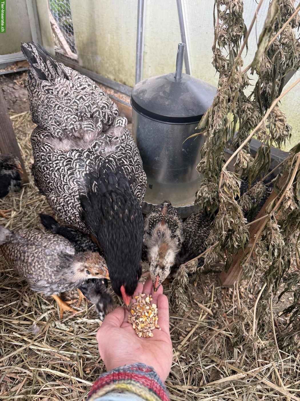 Bild 4: Barnevelder Küken aus Hobbyhaltung, Naturbrut