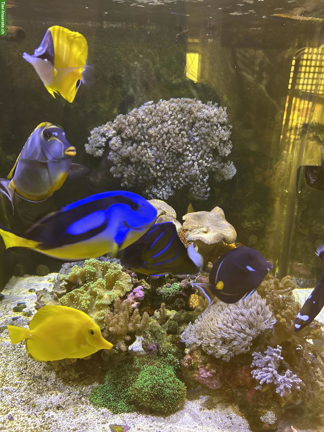 Meerwasseraquarium komplett mit Fischen & Korallen