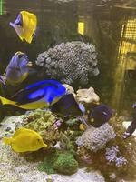 Meerwasseraquarium komplett mit Fischen & Korallen