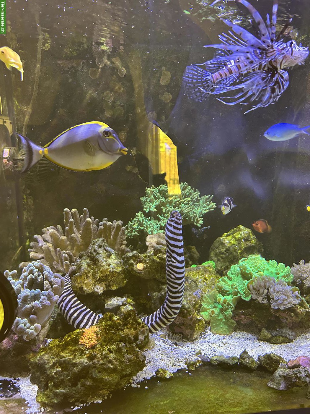 Bild 2: Meerwasseraquarium komplett mit Fischen & Korallen