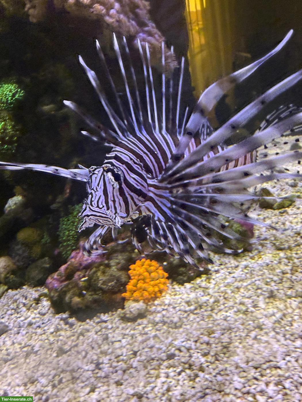 Bild 3: Meerwasseraquarium komplett mit Fischen & Korallen