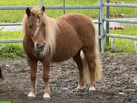 7-jährige Shetlandpony Stute