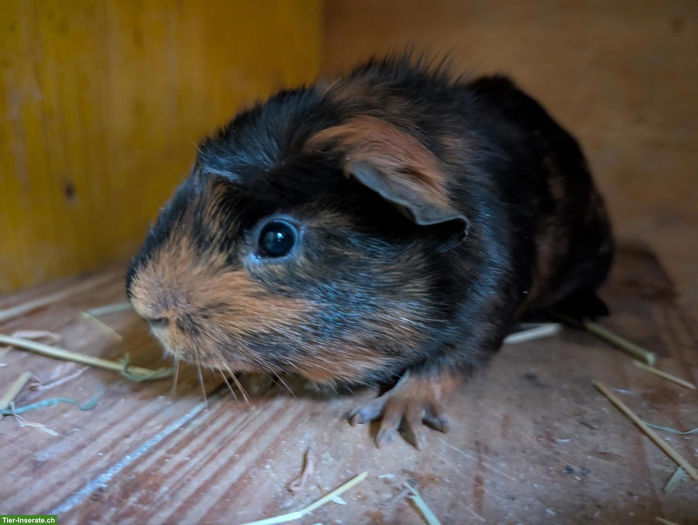 Zutraulicher junger Meerschweinchen Bock