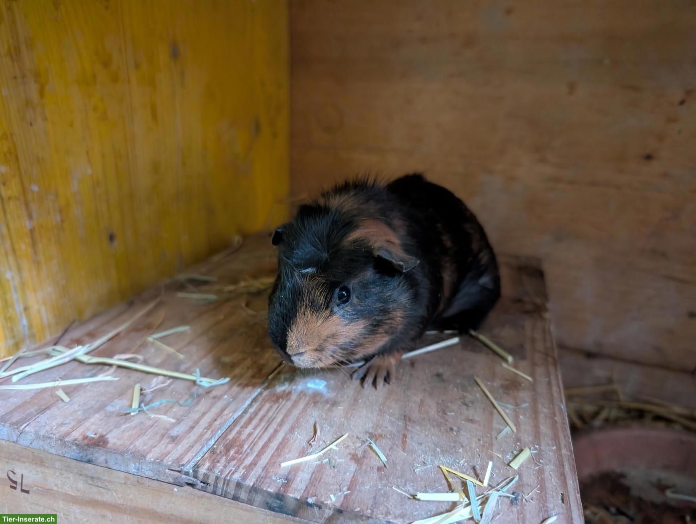 Bild 2: Zutraulicher junger Meerschweinchen Bock