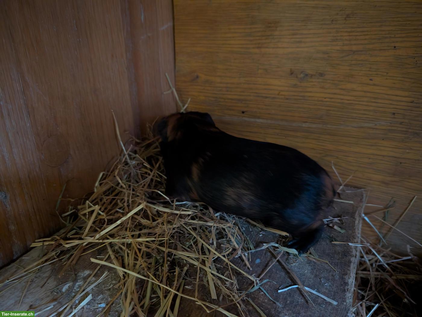 Bild 3: Zutraulicher junger Meerschweinchen Bock