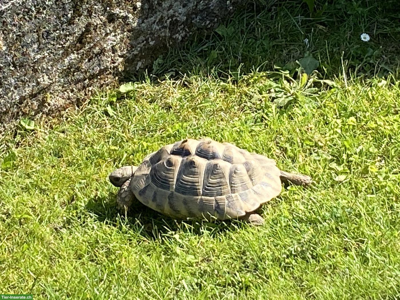 Griechisches Landschildkröten Paar, ca. 20-jährig