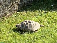 Griechisches Landschildkröten Paar, ca. 20-jährig