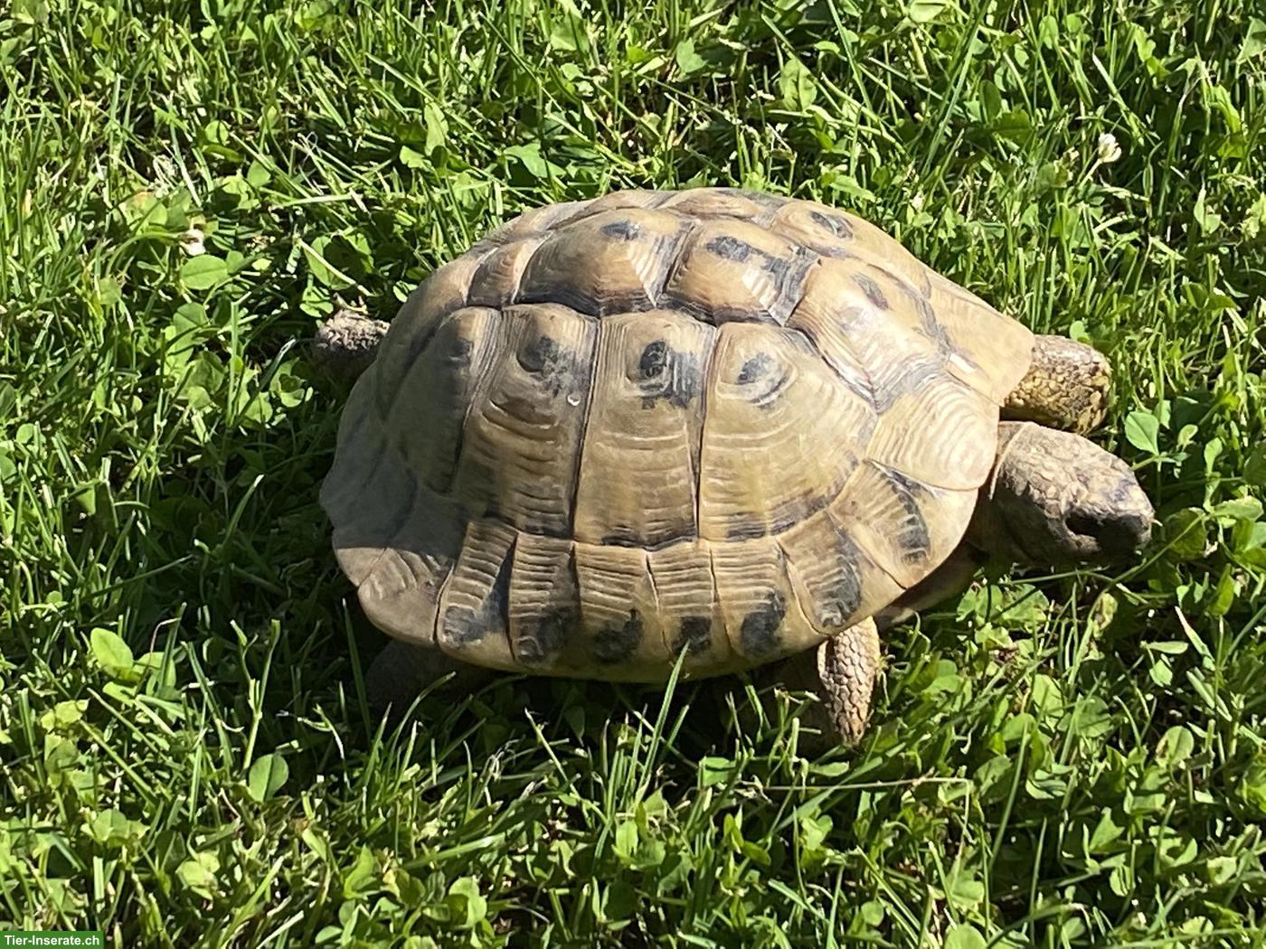 Bild 2: Griechisches Landschildkröten Paar, ca. 20-jährig