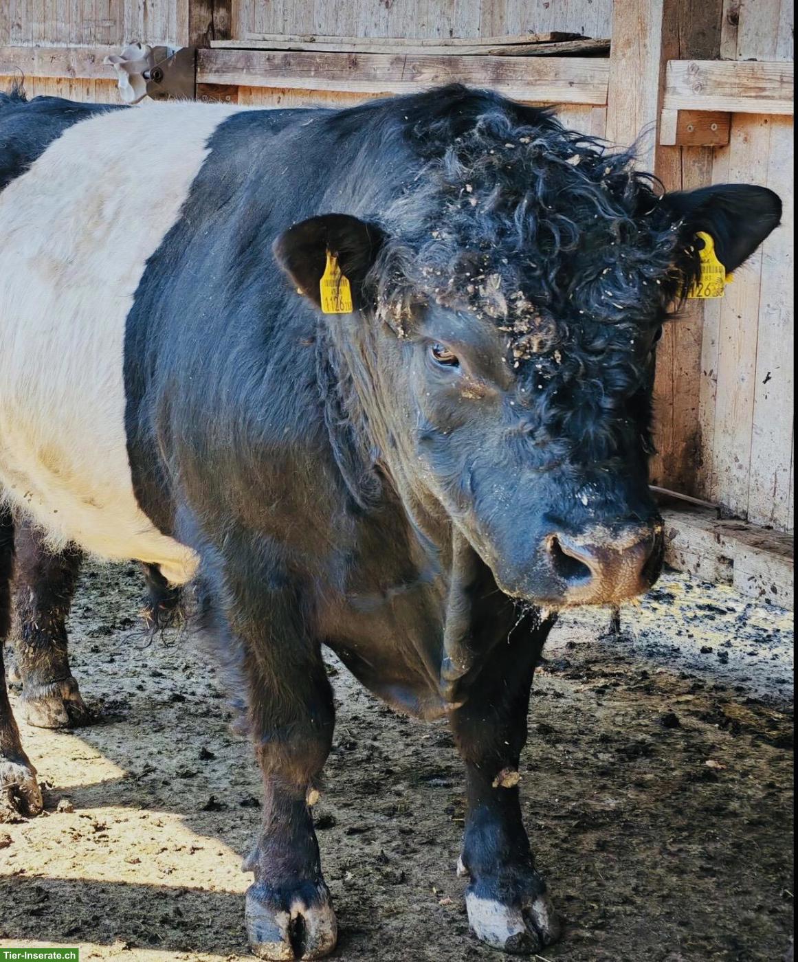 Suche Galloway Stier zur Miete