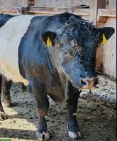 Suche Galloway Stier zur Miete