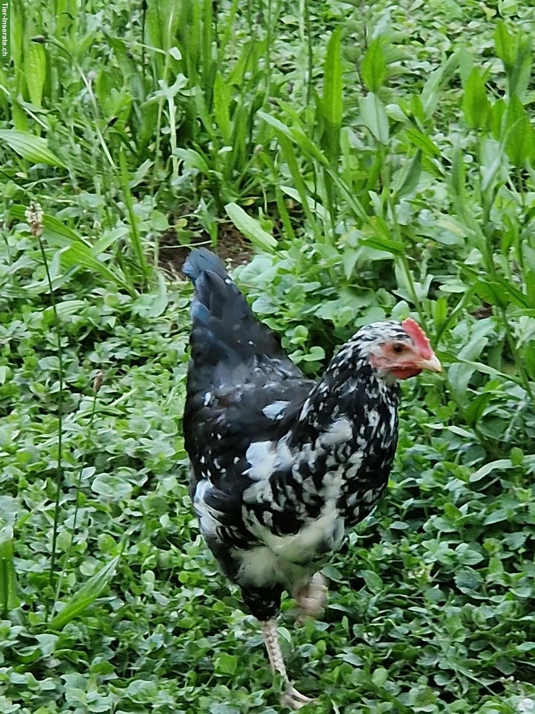 Blumenhuhn Hahn zu verschenken