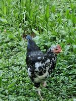 Blumenhuhn Hahn zu verschenken