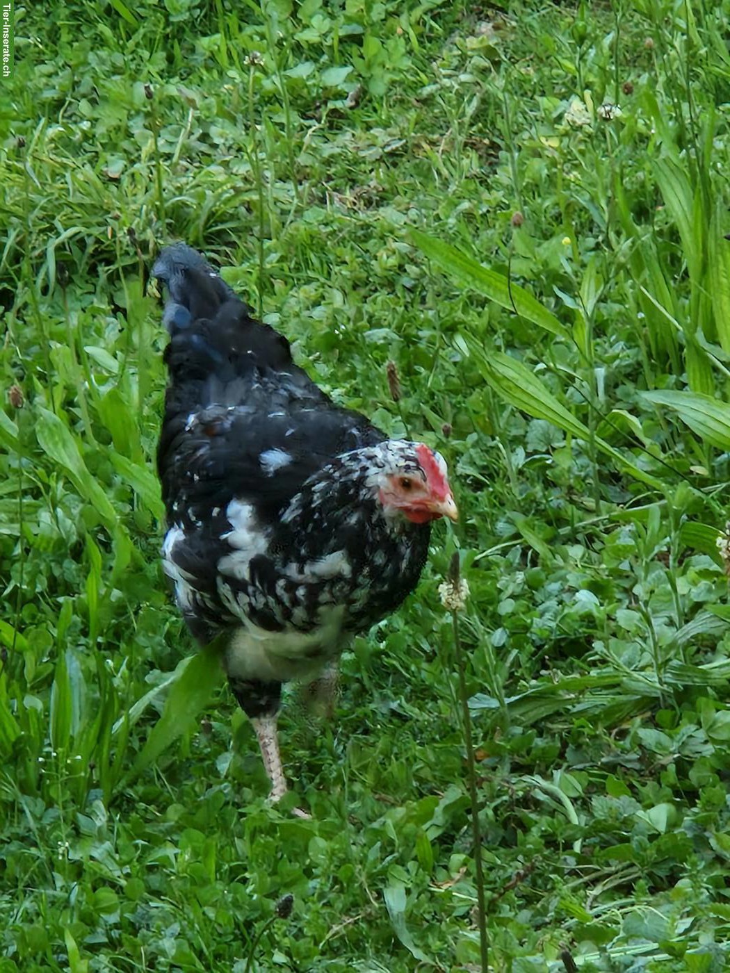 Bild 2: Blumenhuhn Hahn zu verschenken