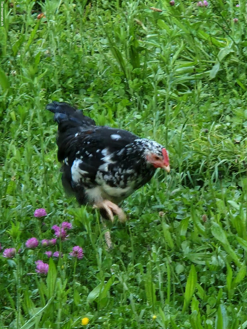 Bild 3: Blumenhuhn Hahn zu verschenken