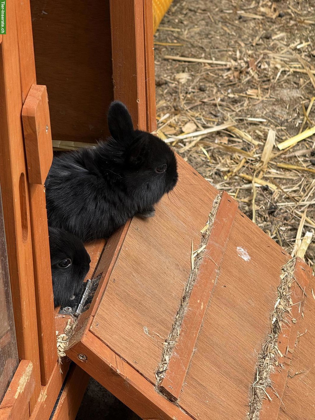 Bild 3: Süsse Zwergkaninchen suchen Zuhause