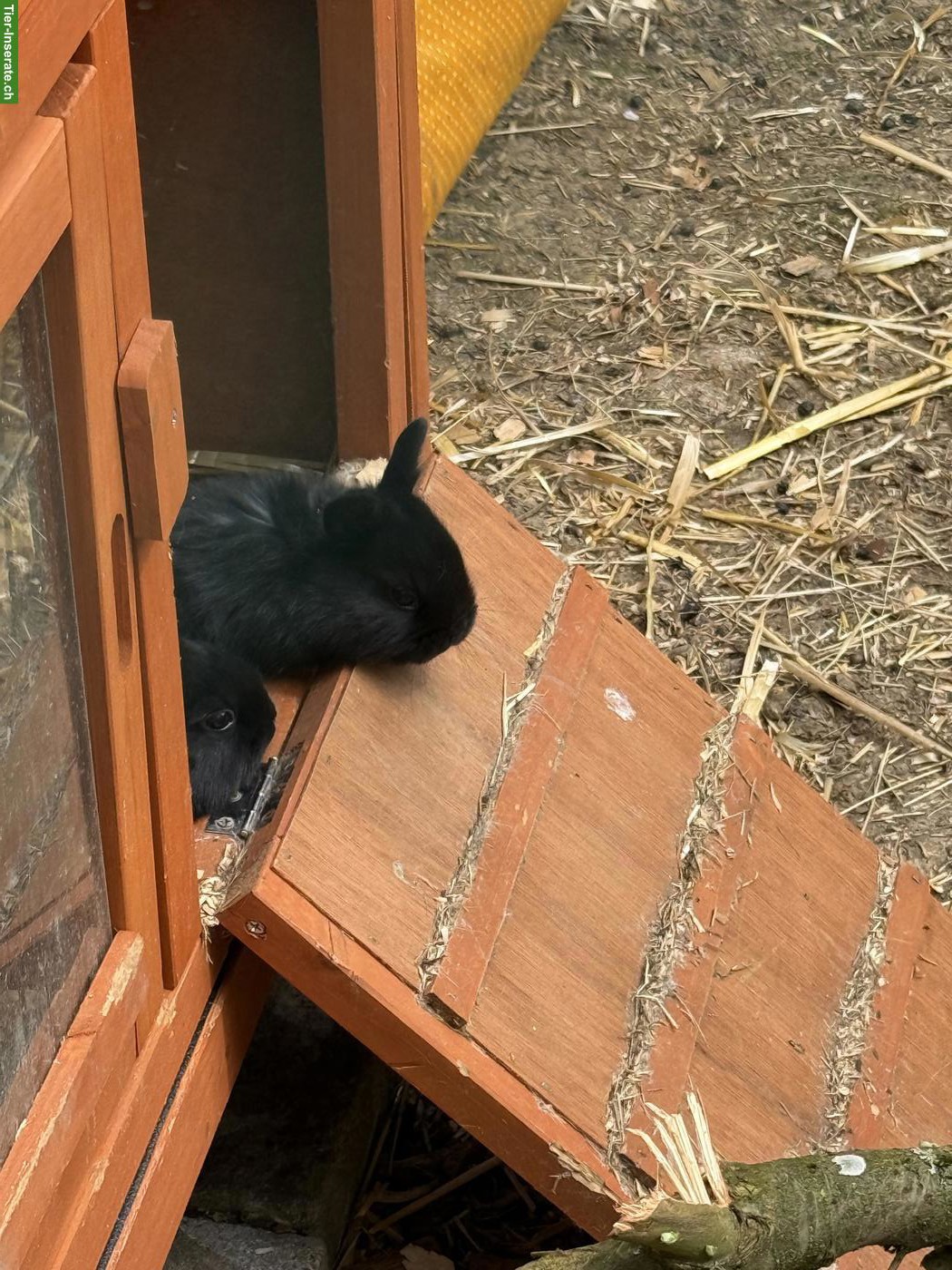 Bild 4: Süsse Zwergkaninchen suchen Zuhause