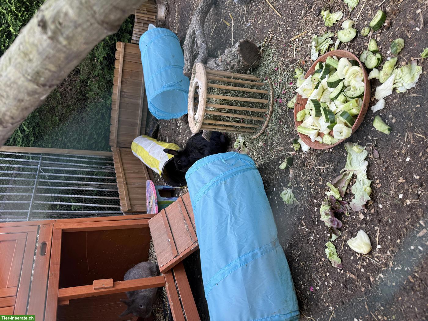 Bild 5: Süsse Zwergkaninchen suchen Zuhause