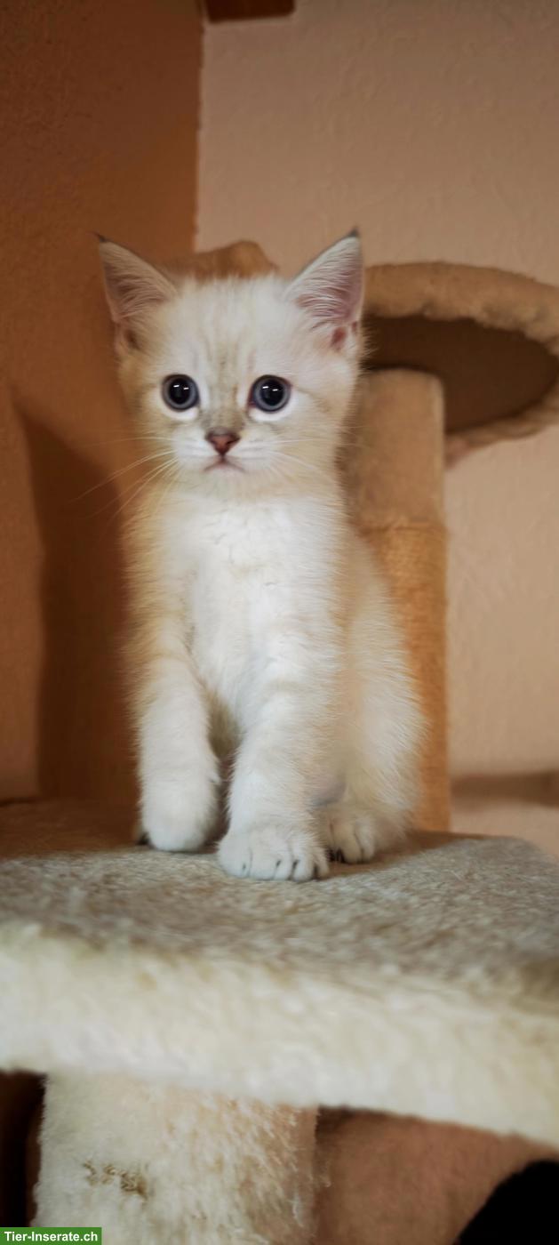 Britisch Kurzhaar Kitten sucht ein Traumplätzchen