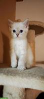 Britisch Kurzhaar Kitten sucht ein Traumplätzchen