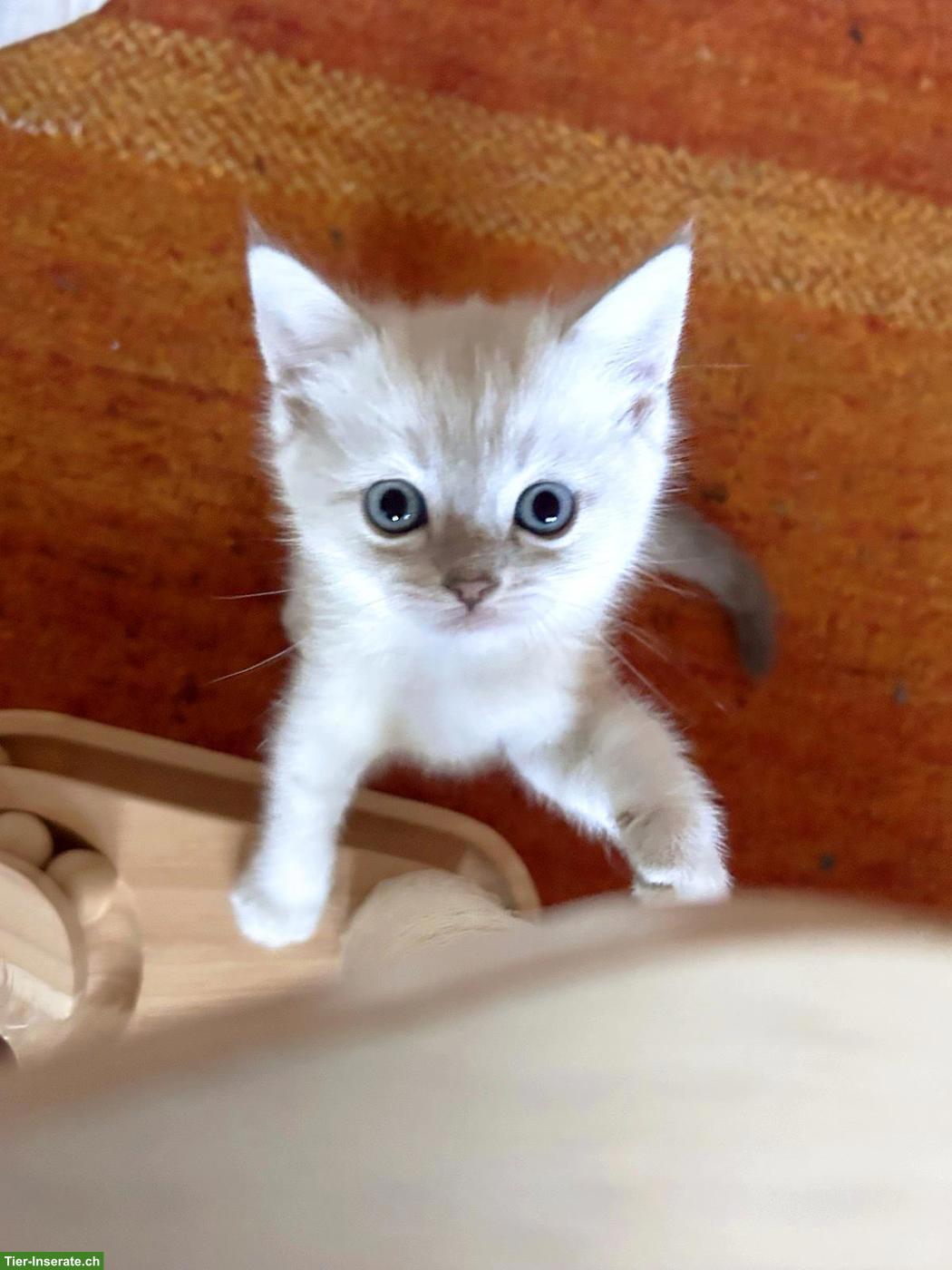 Bild 2: Britisch Kurzhaar Kitten sucht ein Traumplätzchen