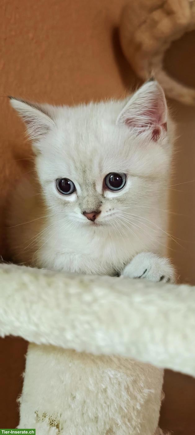 Bild 3: Britisch Kurzhaar Kitten sucht ein Traumplätzchen