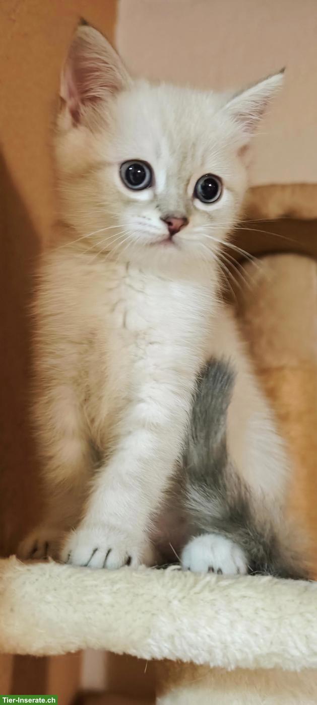 Bild 4: Britisch Kurzhaar Kitten sucht ein Traumplätzchen