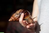 Suche Ratten die ein neues Zuhause brauchen