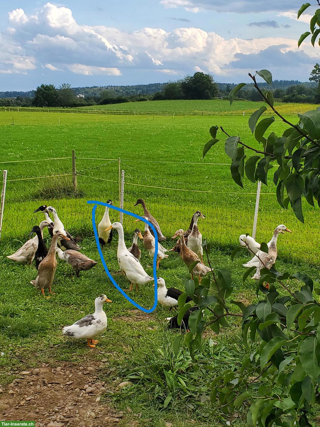 Bild 3: Reinrassiger Laufenten Erpel, weiss-grau