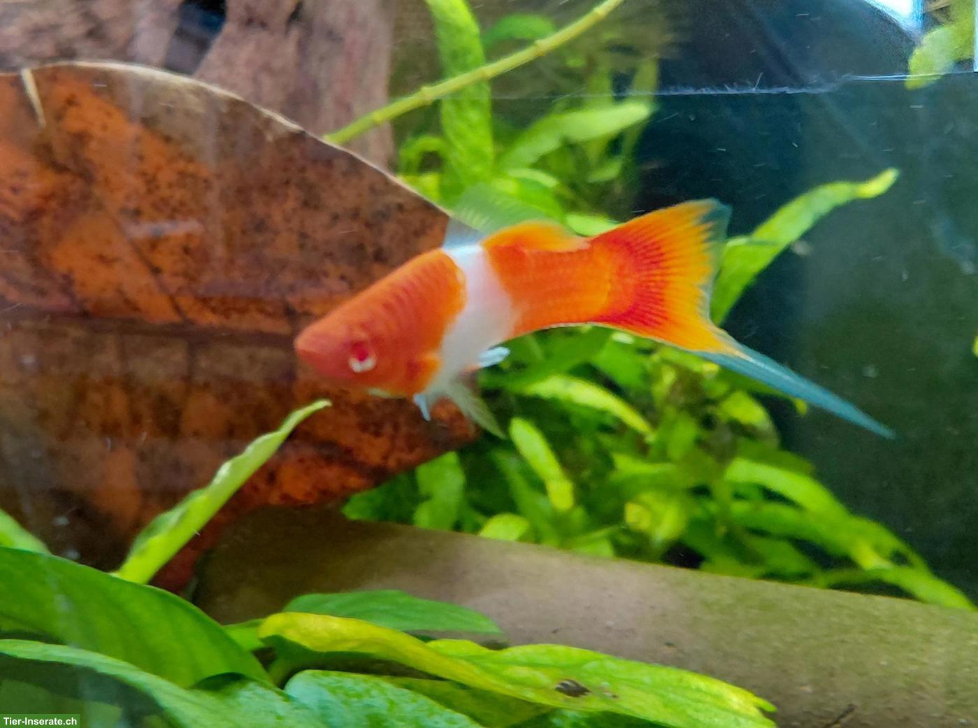 Bild 5: Schöne junge Schwertträger Männchen