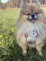 Reinrassiger Pomeranian Rüde