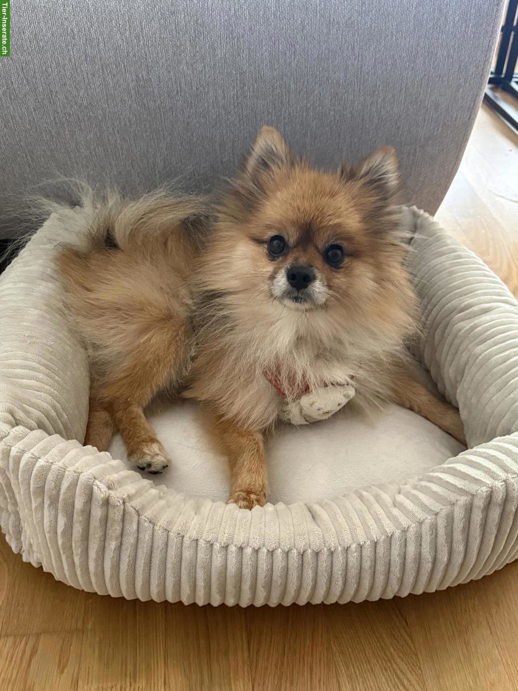 Bild 2: Reinrassiger Pomeranian Rüde