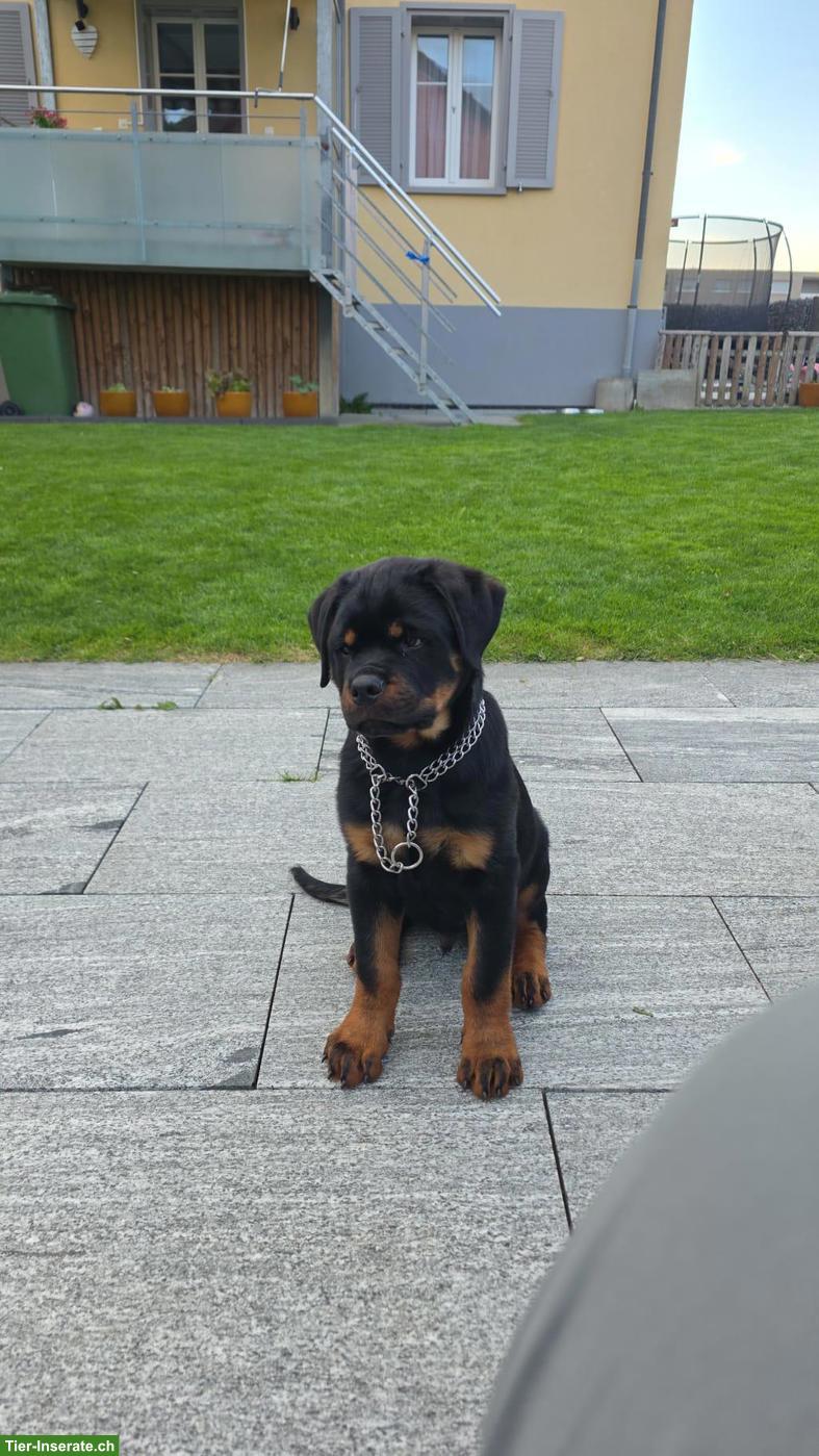 Reinrassiger Rottweiler Welpe, Rüde, 4 Monate alt