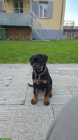 Reinrassiger Rottweiler Welpe, Rüde, 4 Monate alt