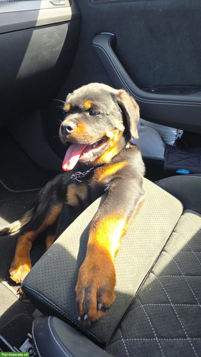 Bild 2: Reinrassiger Rottweiler Welpe, Rüde, 4 Monate alt