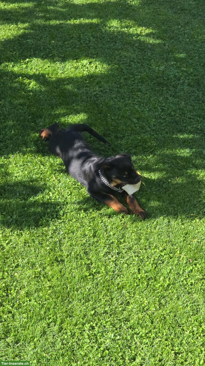 Bild 3: Reinrassiger Rottweiler Welpe, Rüde, 4 Monate alt