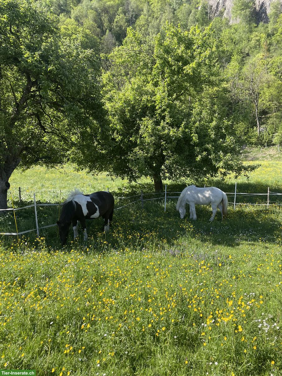 Bild 2: Paddockstall frei in Haldenstein GR 🐴