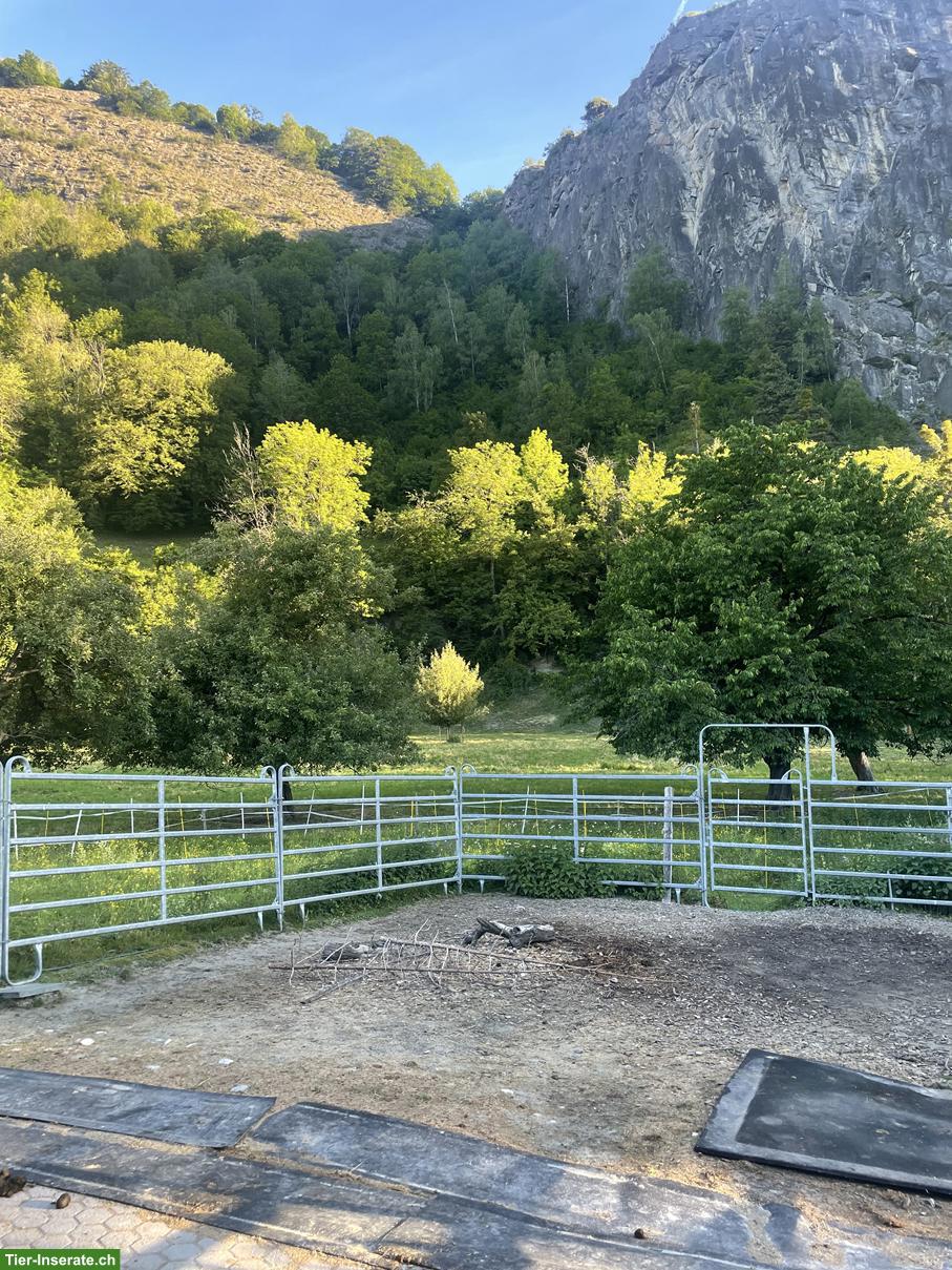 Bild 3: Paddockstall frei in Haldenstein GR 🐴