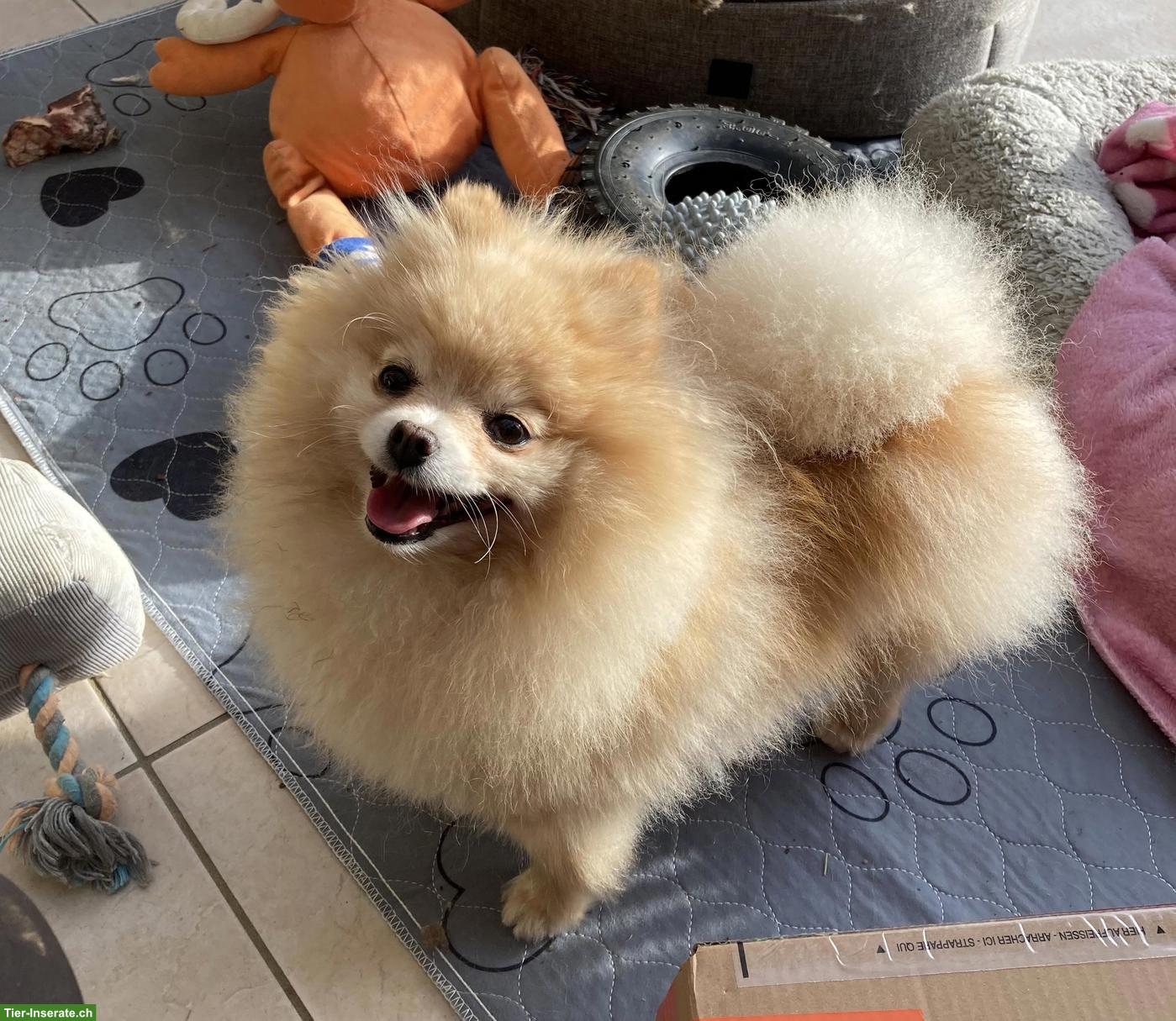 Pomeranian- Zwergspitz Hündin, 6-jährig