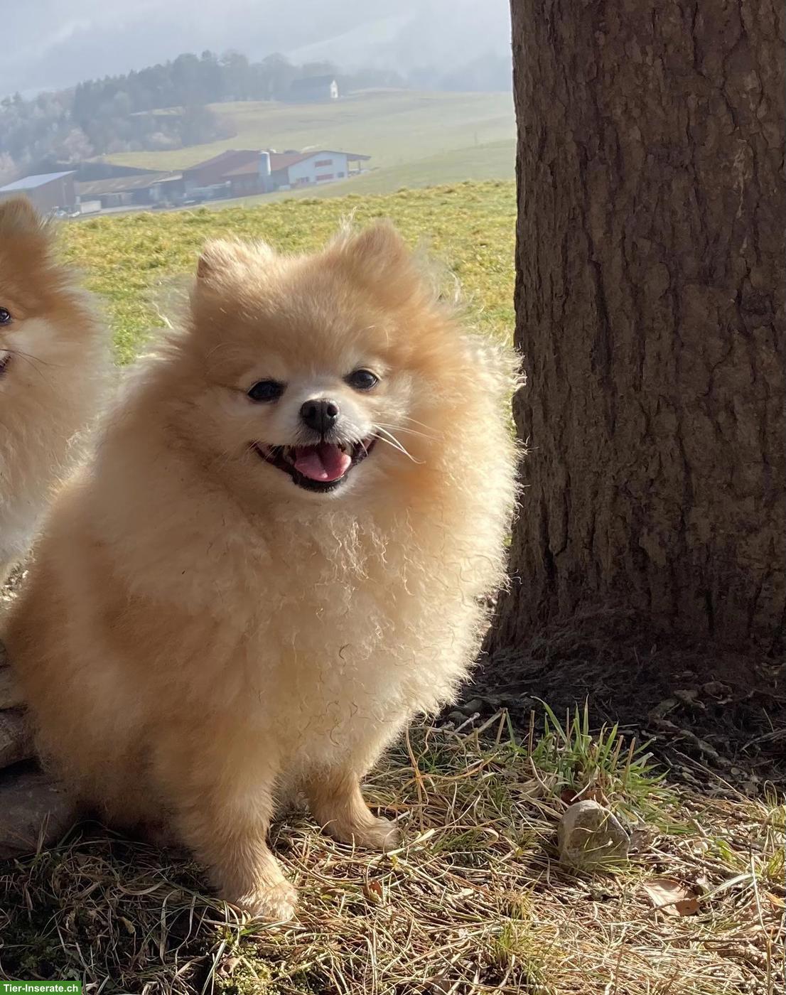 Bild 2: Pomeranian- Zwergspitz Hündin, 6-jährig