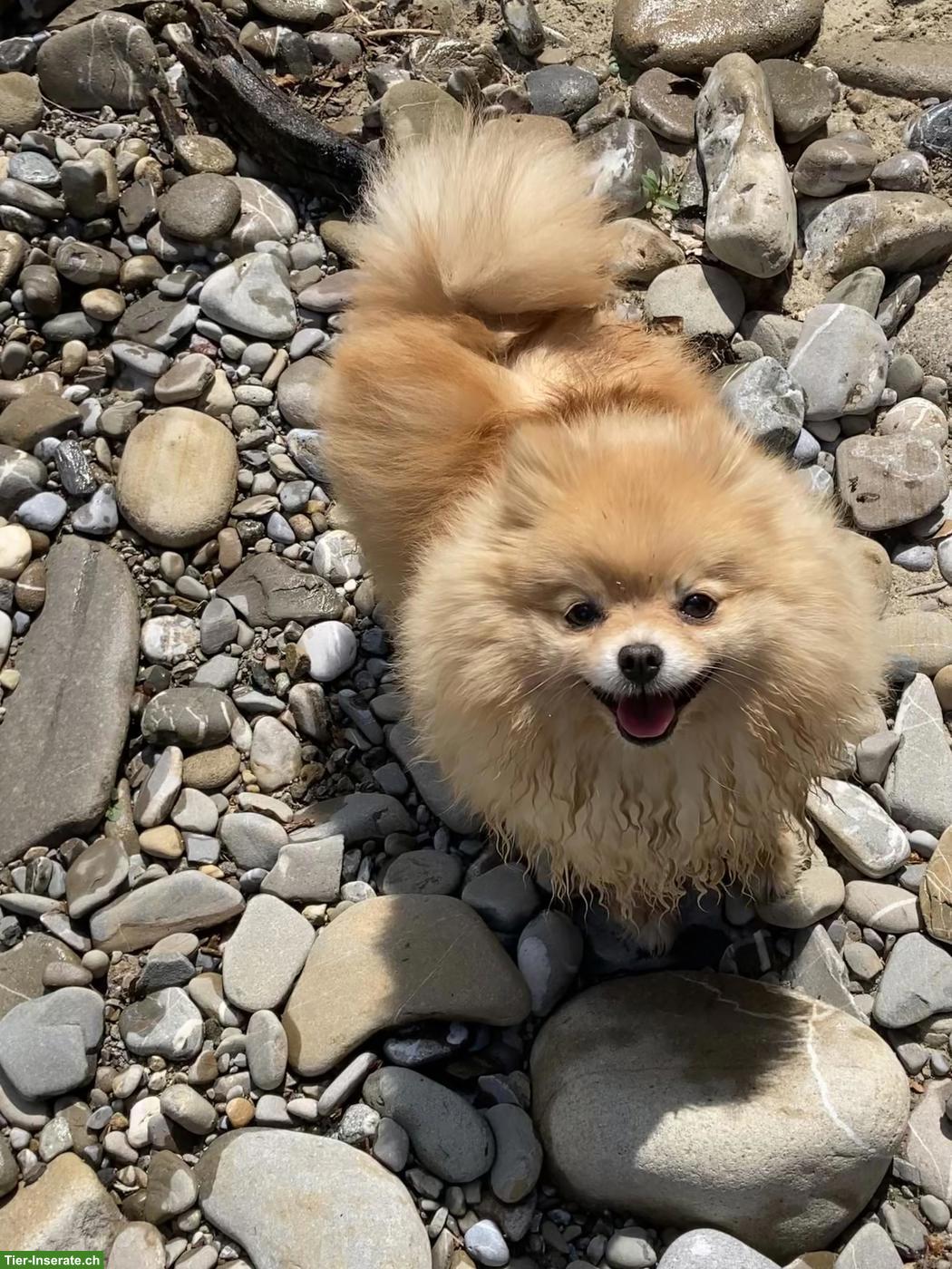 Bild 3: Pomeranian- Zwergspitz Hündin, 6-jährig