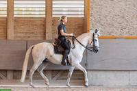 Reitunterricht: Gesundes Pferdetraining nach klassischen Grundsätzen