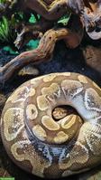 2 Königspythons mit Herkunftsnachweis & ausgestattetem Terrarium