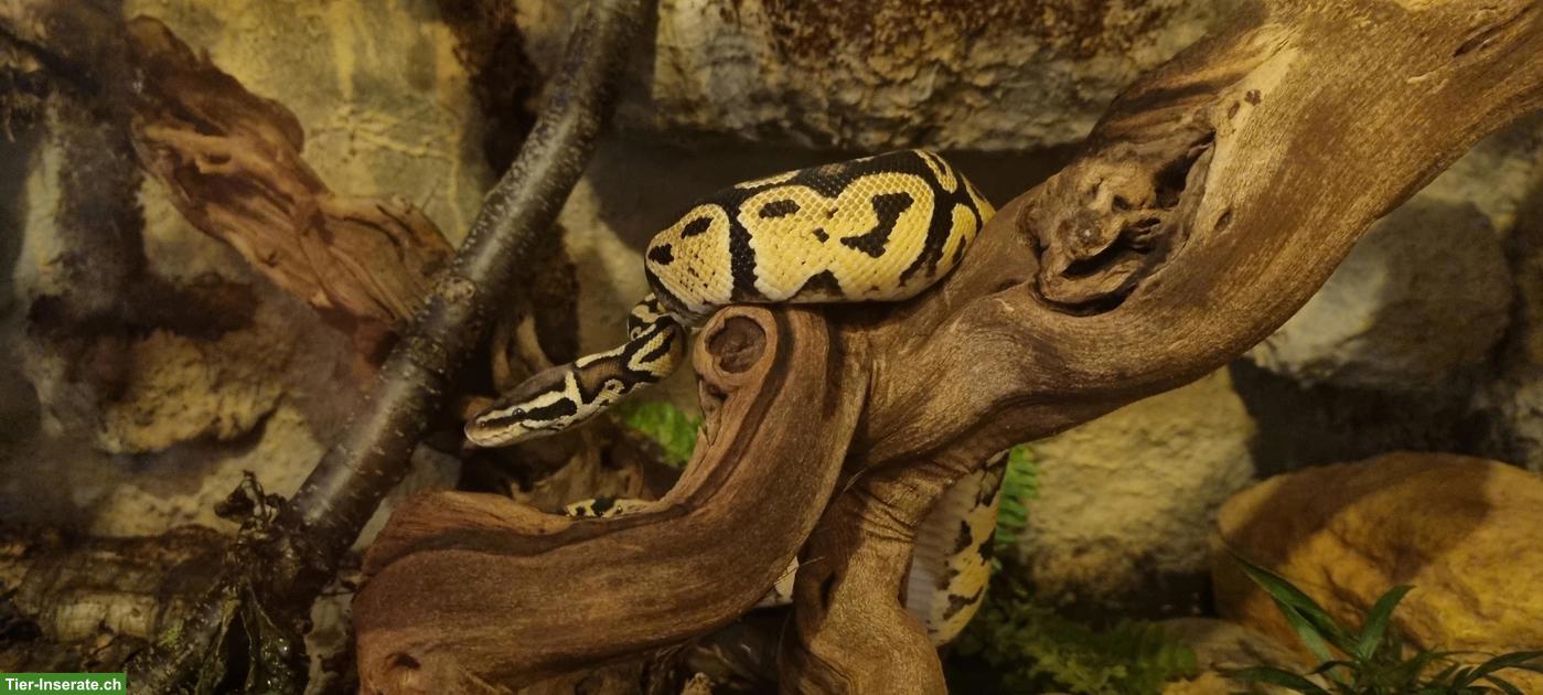 Bild 2: 2 Königspythons mit Herkunftsnachweis & ausgestattetem Terrarium